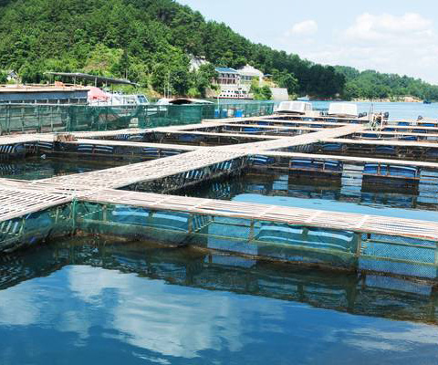 Mastery in Technology, Dedication to Aquaculture, Freshness in Quality