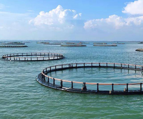 Meitai Aquatic Harvest Egg Manufacturer